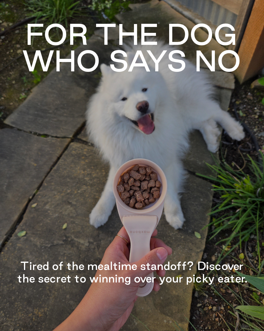 For the Dog Who Says No — maxbone food
